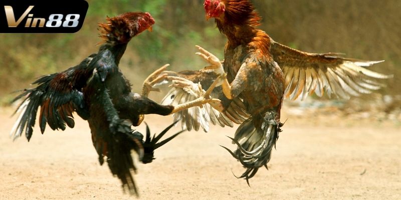 Bí quyết chọn kênh xem trực tiếp đá gà uy tín