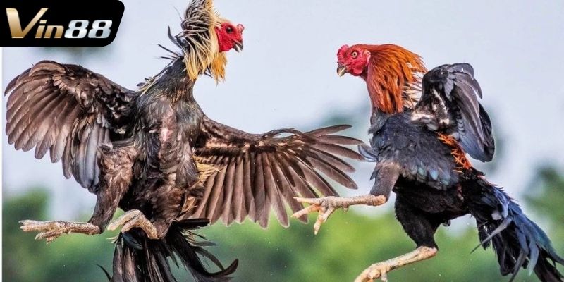 Trực tiếp đá gà hôm nay có gì hấp dẫn?